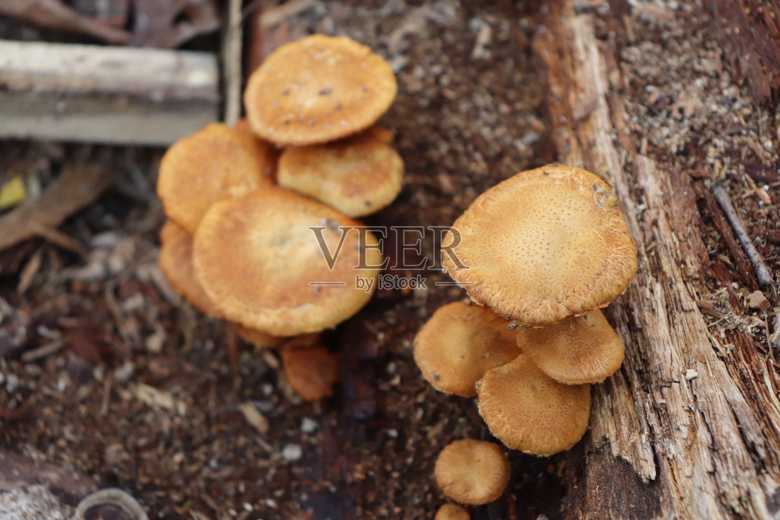 野蘑菇照片摄影图片