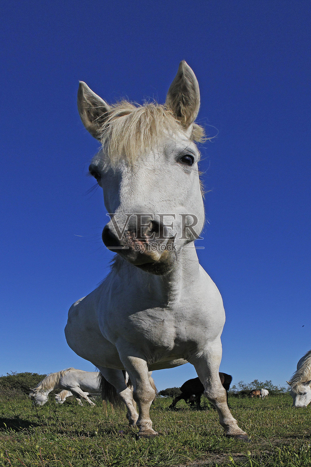 站在草地上的马,法国南部的圣玛丽照片摄影图片