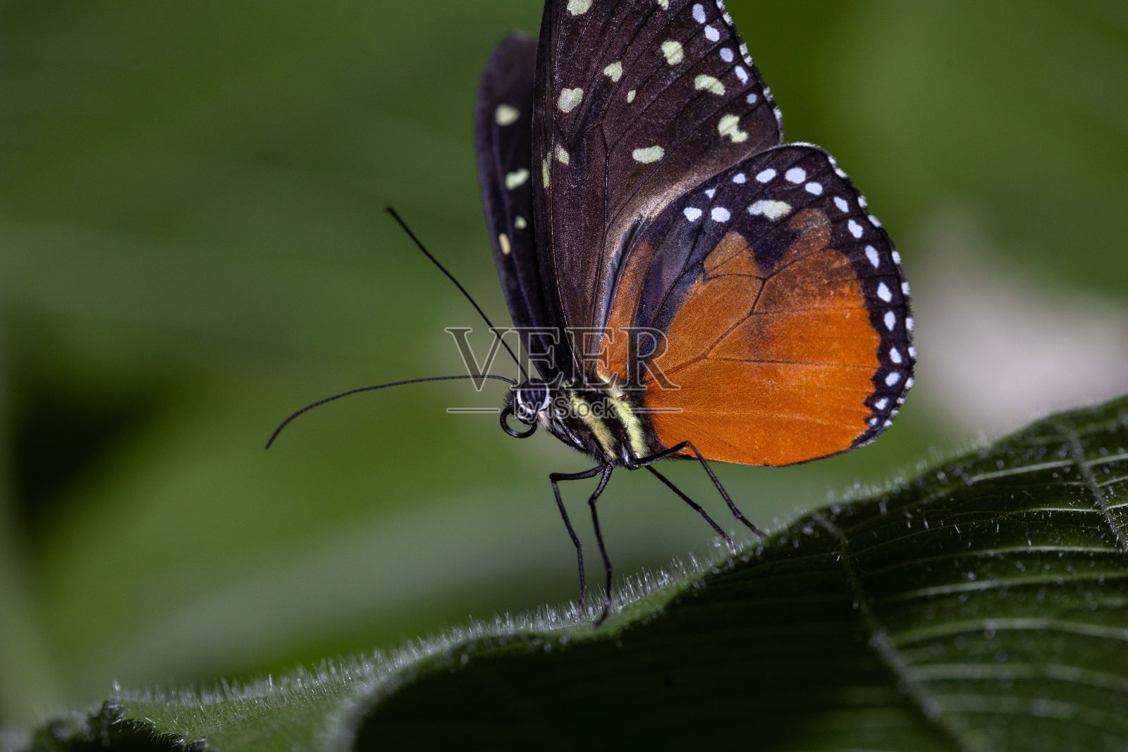 背景模糊的田野里,蝴蝶在树叶上的特写照片摄影图片