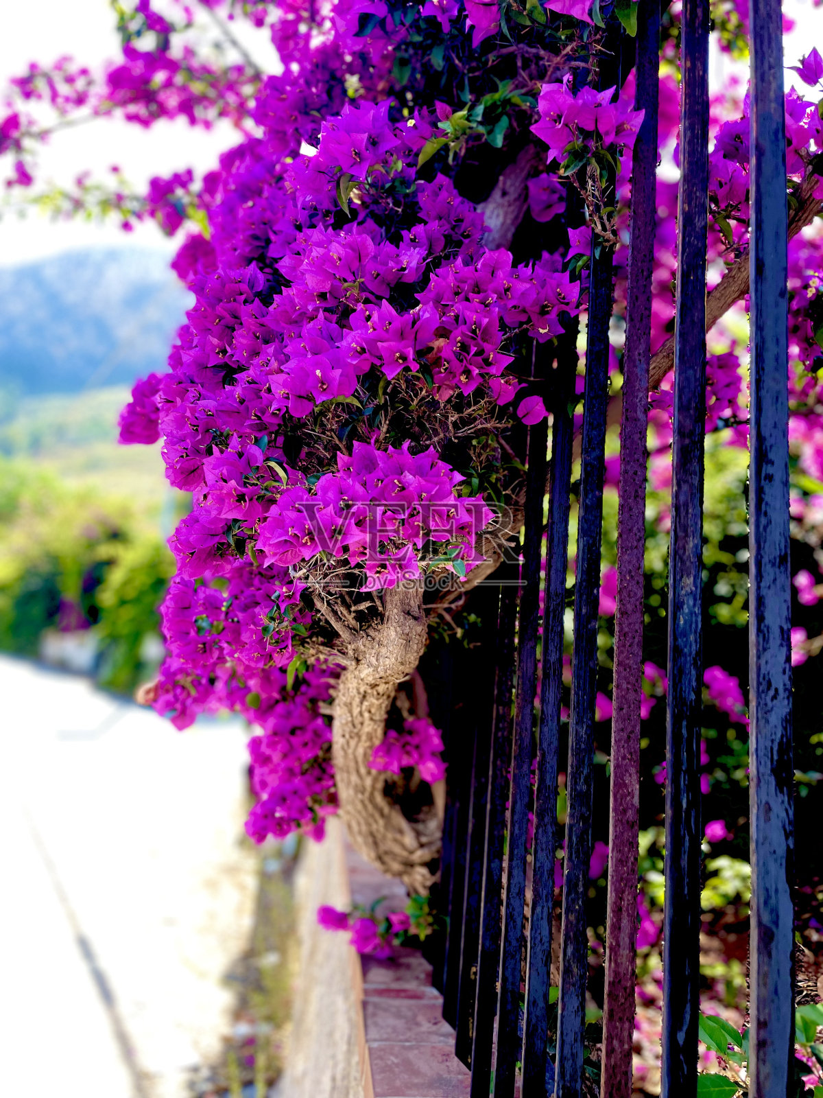 紫花丛照片摄影图片