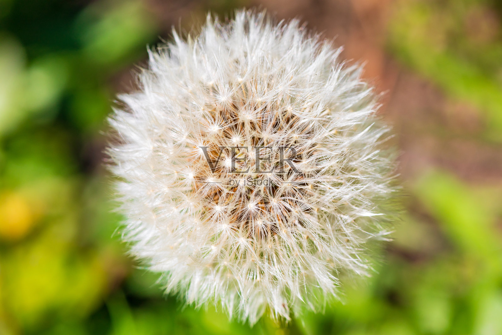 蒲公英照片摄影图片