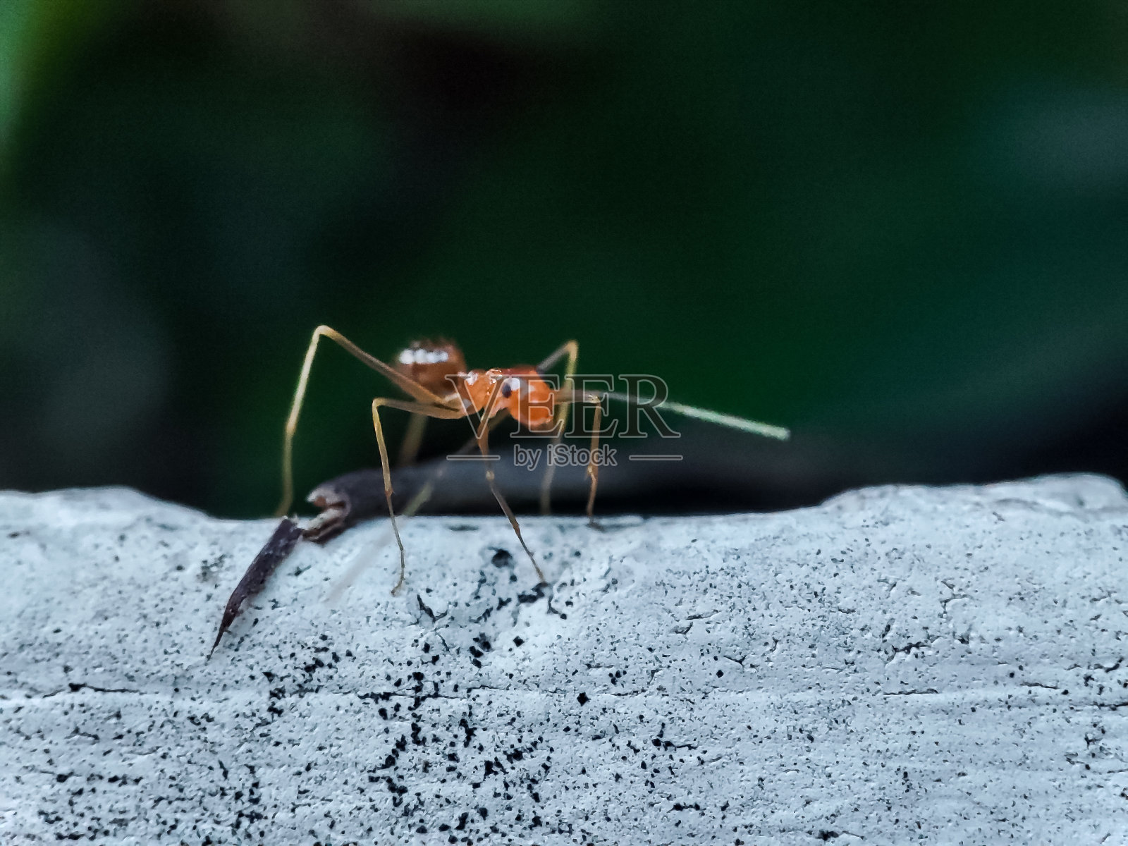 黄疯蚁(Anoplolepis gracilipes)照片摄影图片