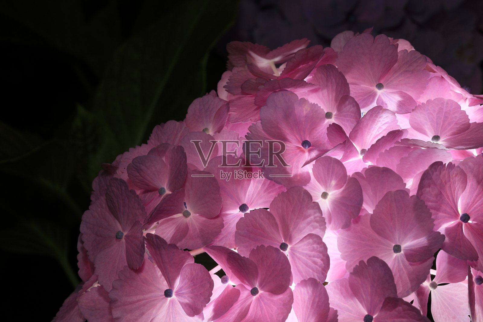 日本的绣球花照片摄影图片