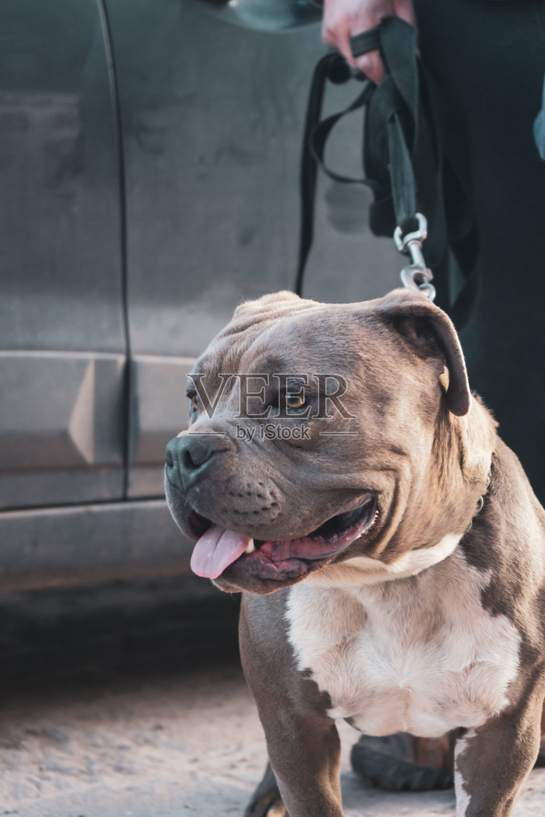 美国恶霸照片摄影图片