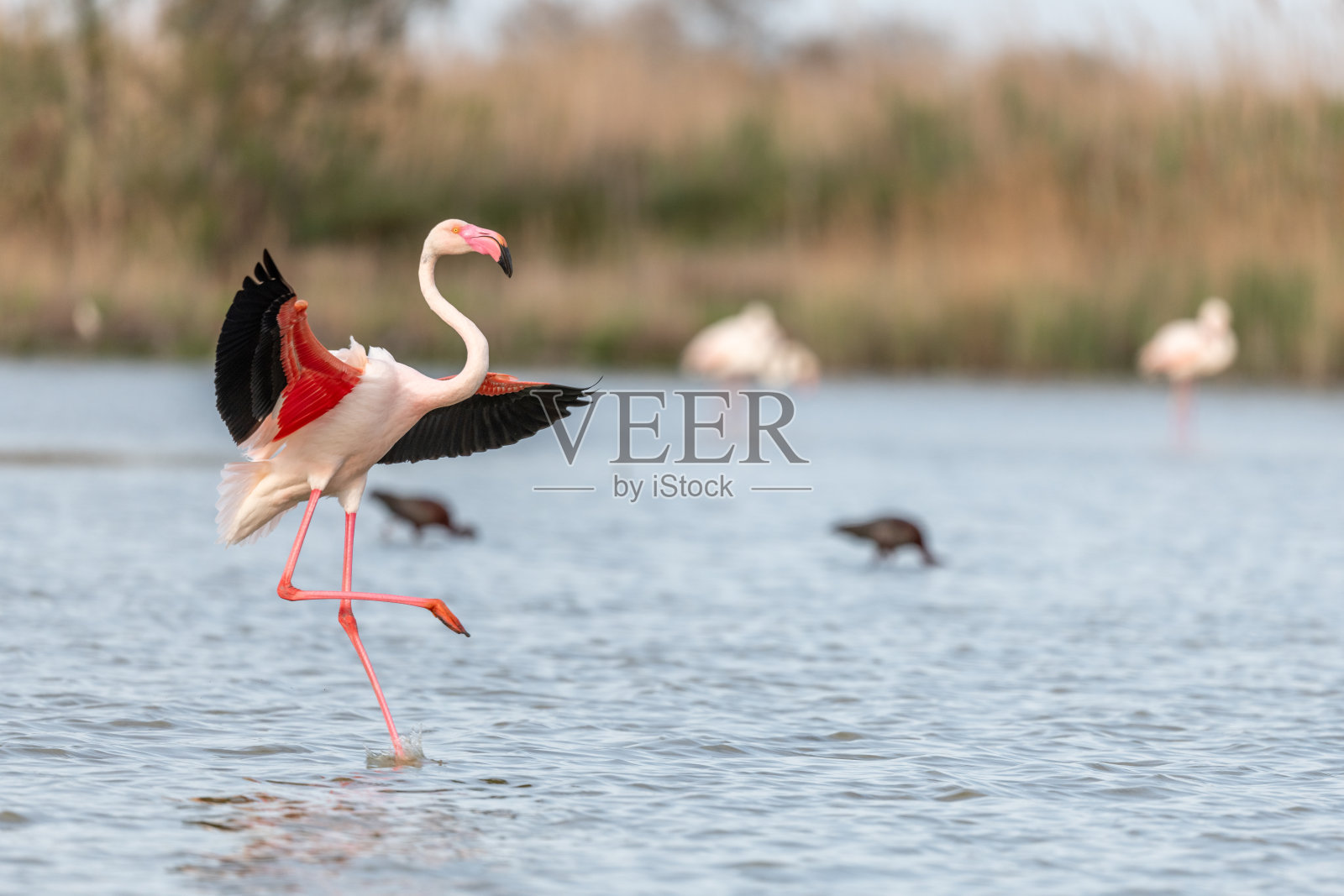 春天,大火烈鸟(玫瑰凤鸟)降落在卡马尔格池塘里。照片摄影图片