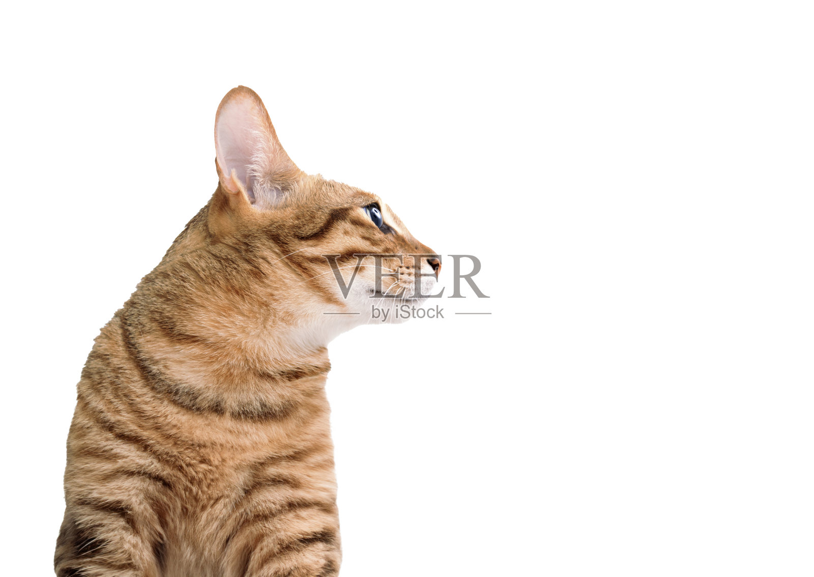 猫看向白色背景的一边照片摄影图片
