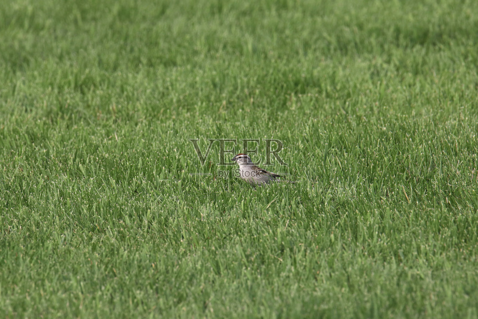 在长满草的草坪上吃草的麻雀照片摄影图片