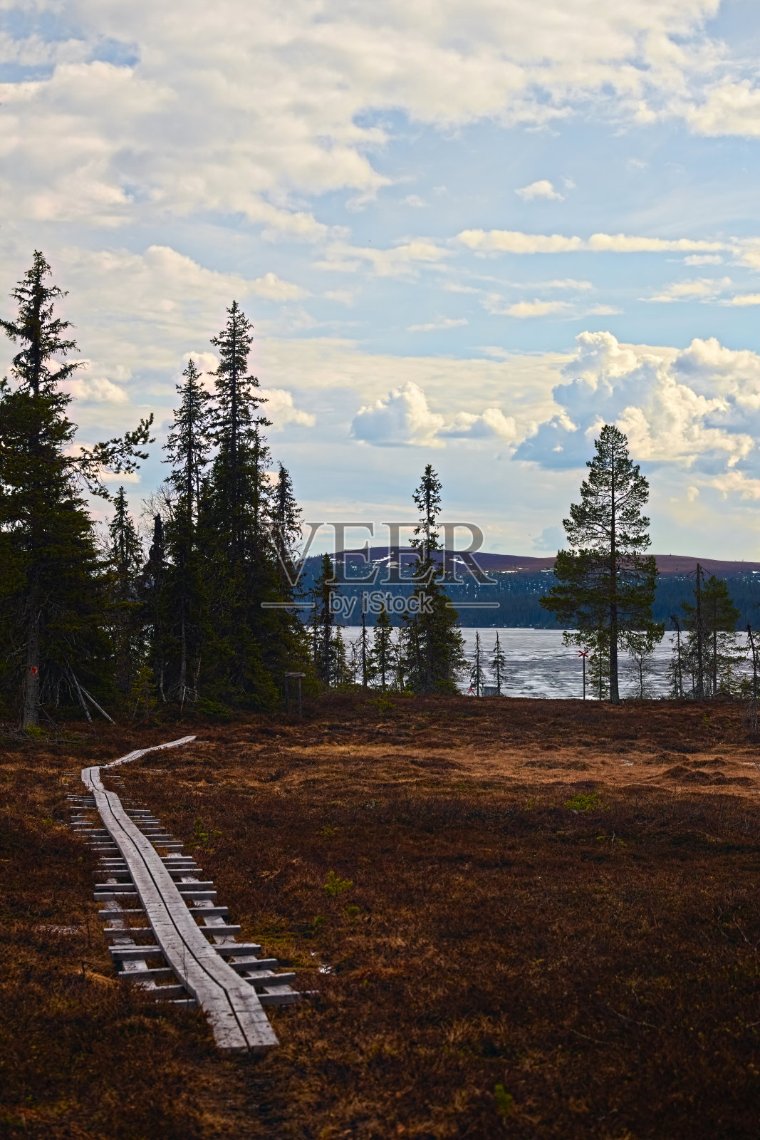 瑞典阿尔维德绍尔附近的自然保护区,有木板的徒步小径穿过湿地照片摄影图片