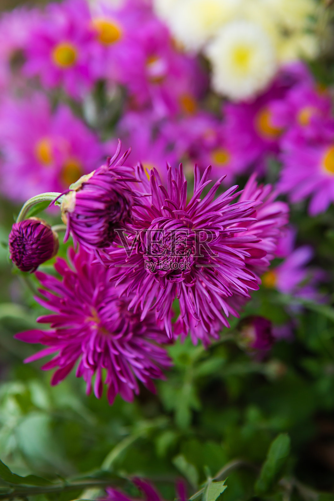 花园里盛开着美丽的粉紫色菊花照片摄影图片