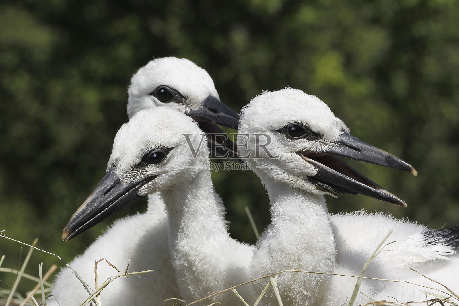 白鹳,茜茜,茜茜,巢上的小鸡,法国阿尔萨斯照片摄影图片
