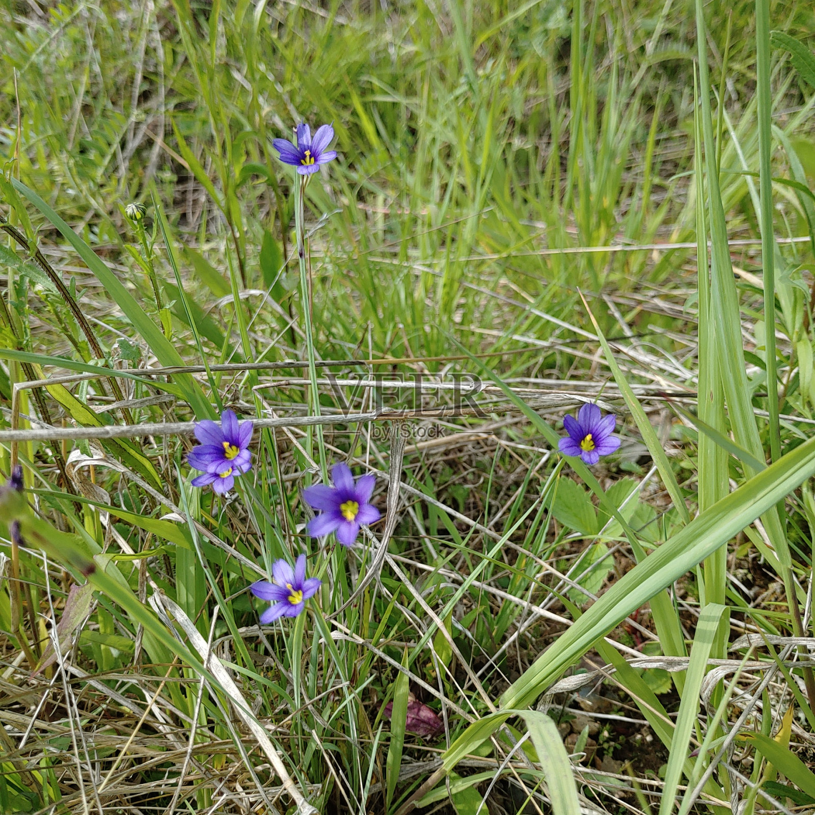 蓝眼草照片摄影图片