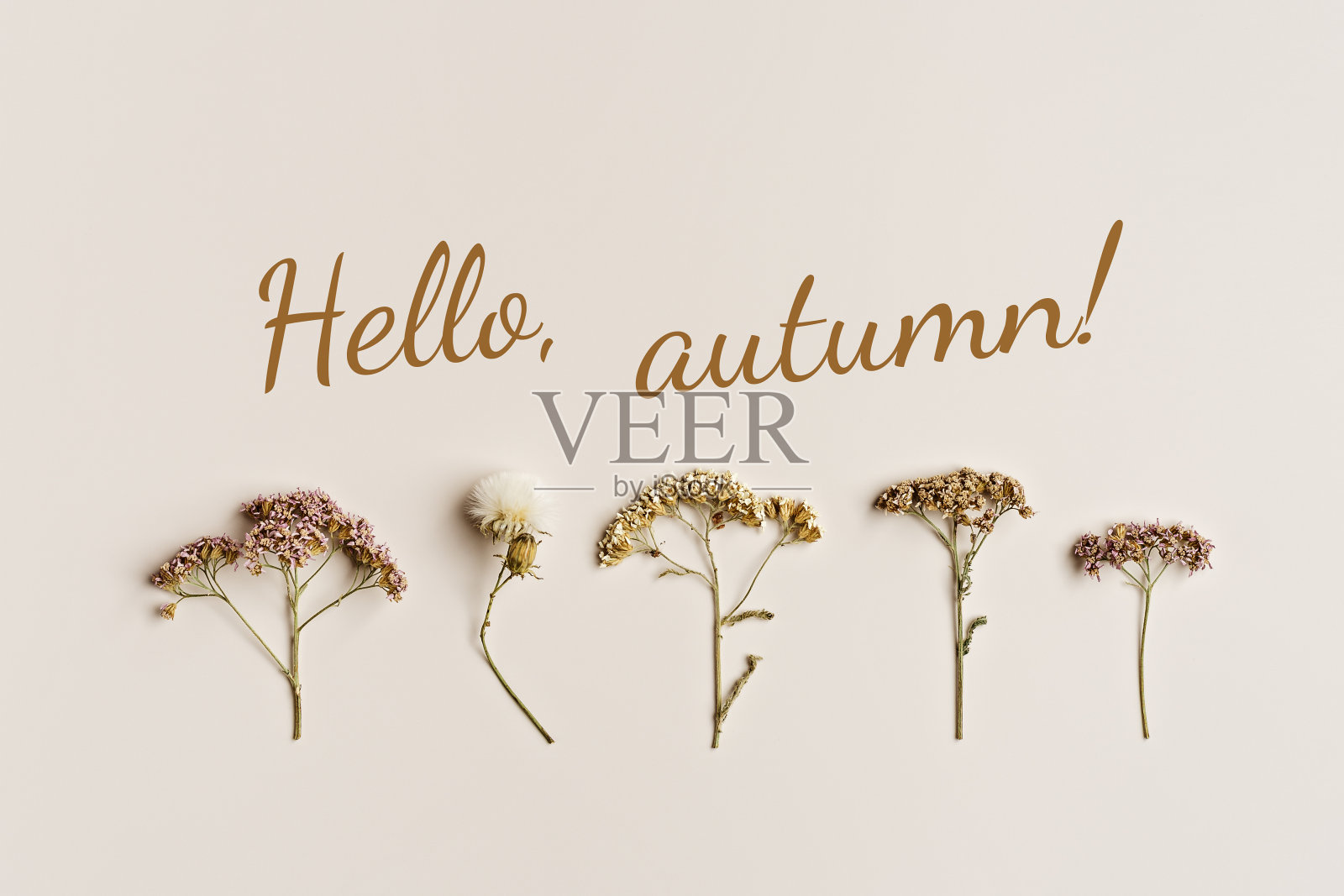 秋天,秋天的概念。在米色背景上用干燥的野花组成的极简秋天,文字你好秋天,静物中性色,极简风格的自然森林花朵平铺照片摄影图片