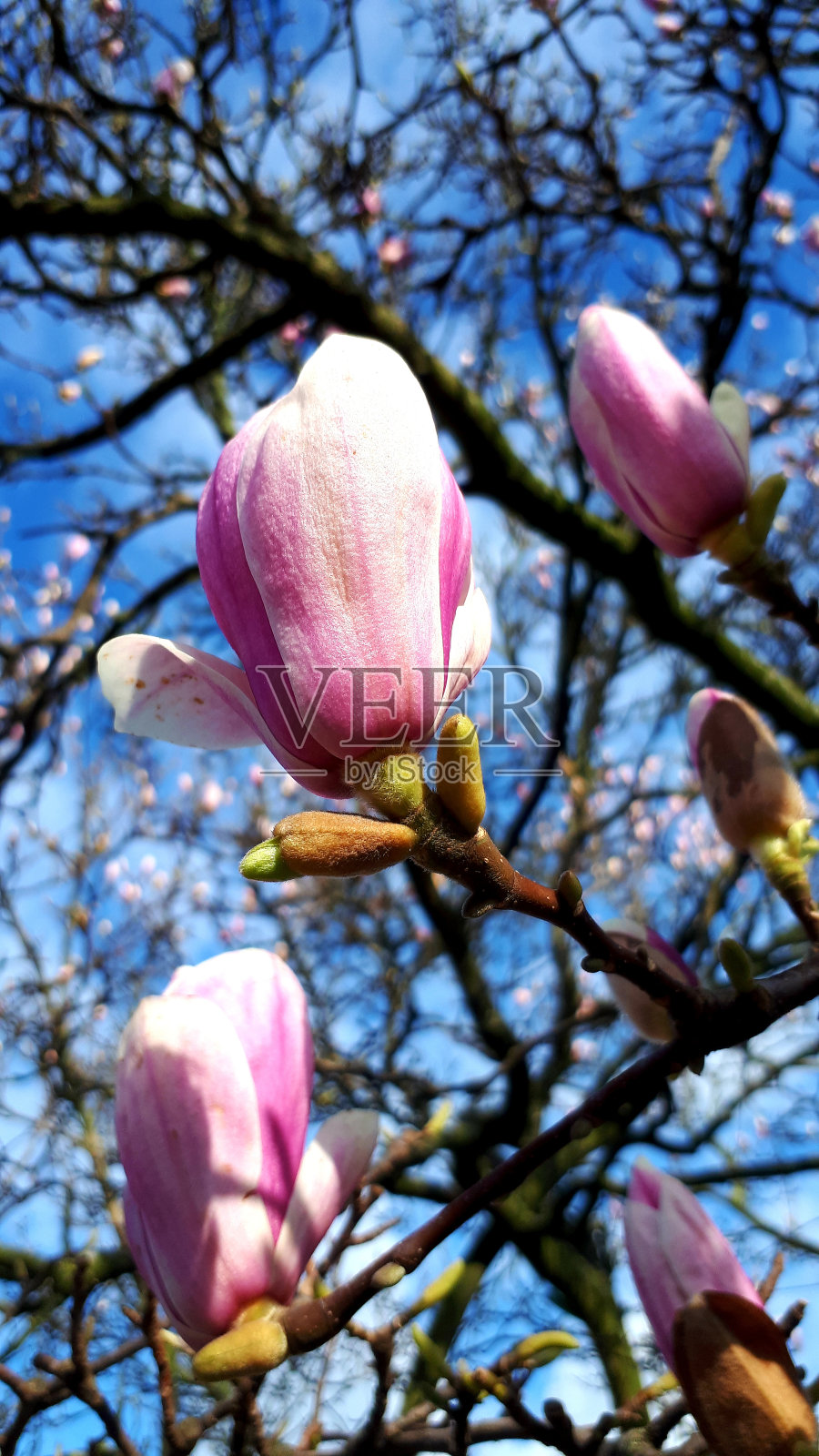 木兰的花照片摄影图片