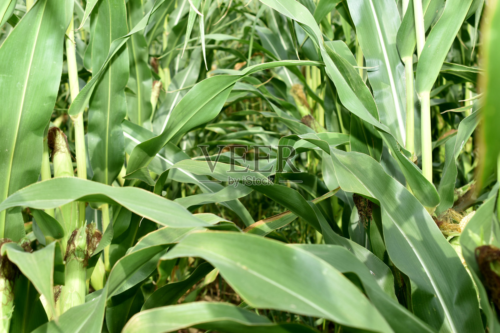 玉米田。一排排的玉米。玉米的茎和叶。照片摄影图片