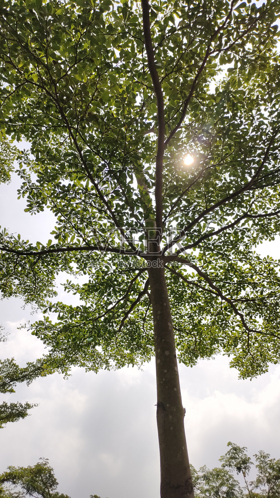 俯瞰树梢,有阳光、天空和云彩。照片摄影图片
