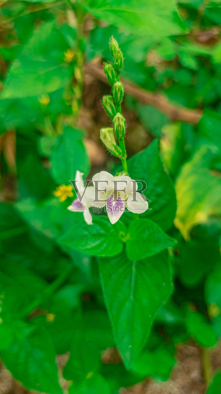 Asystasia gangetica照片摄影图片