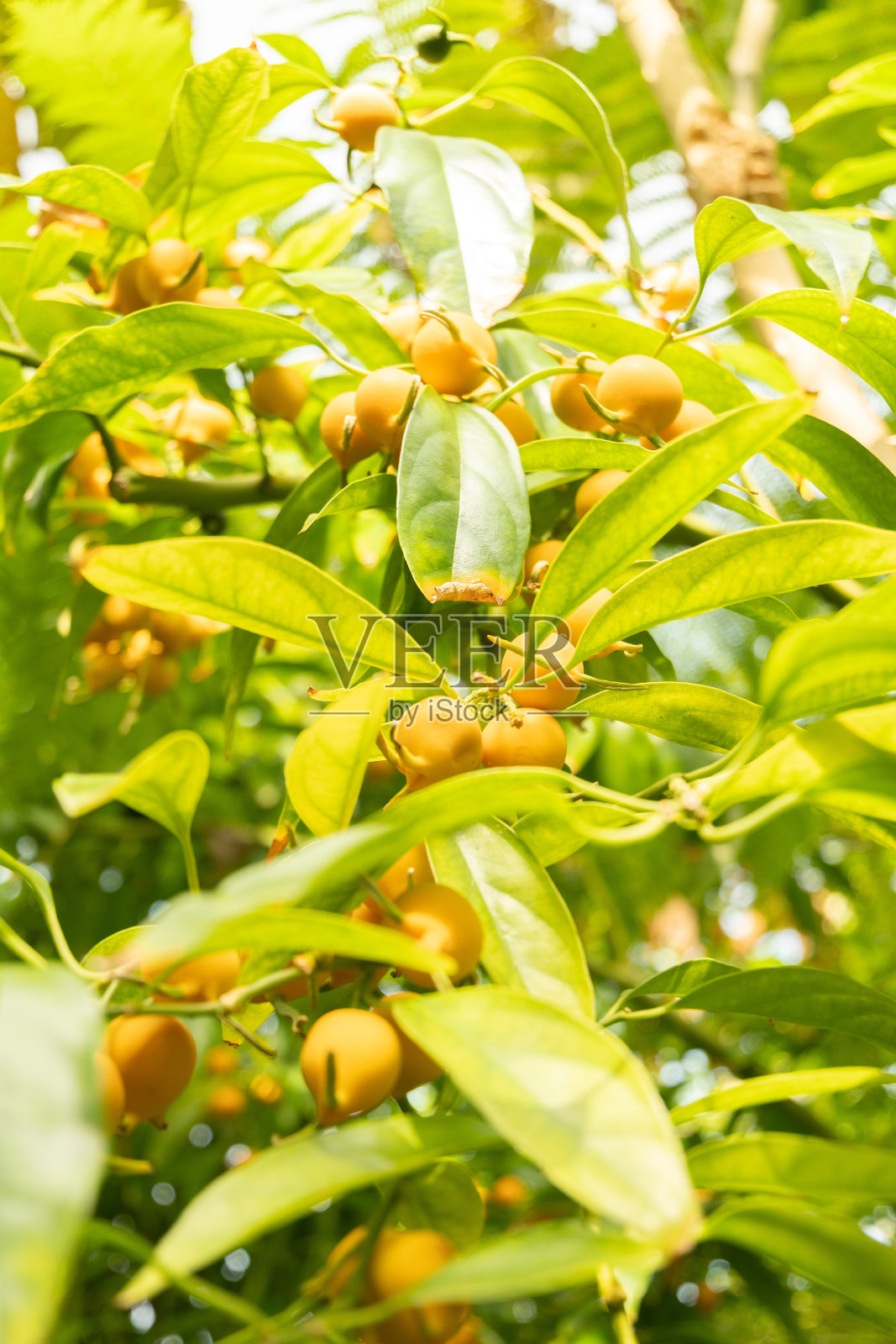 位于瑞士苏黎世的Styloceras Brokawii工厂照片摄影图片