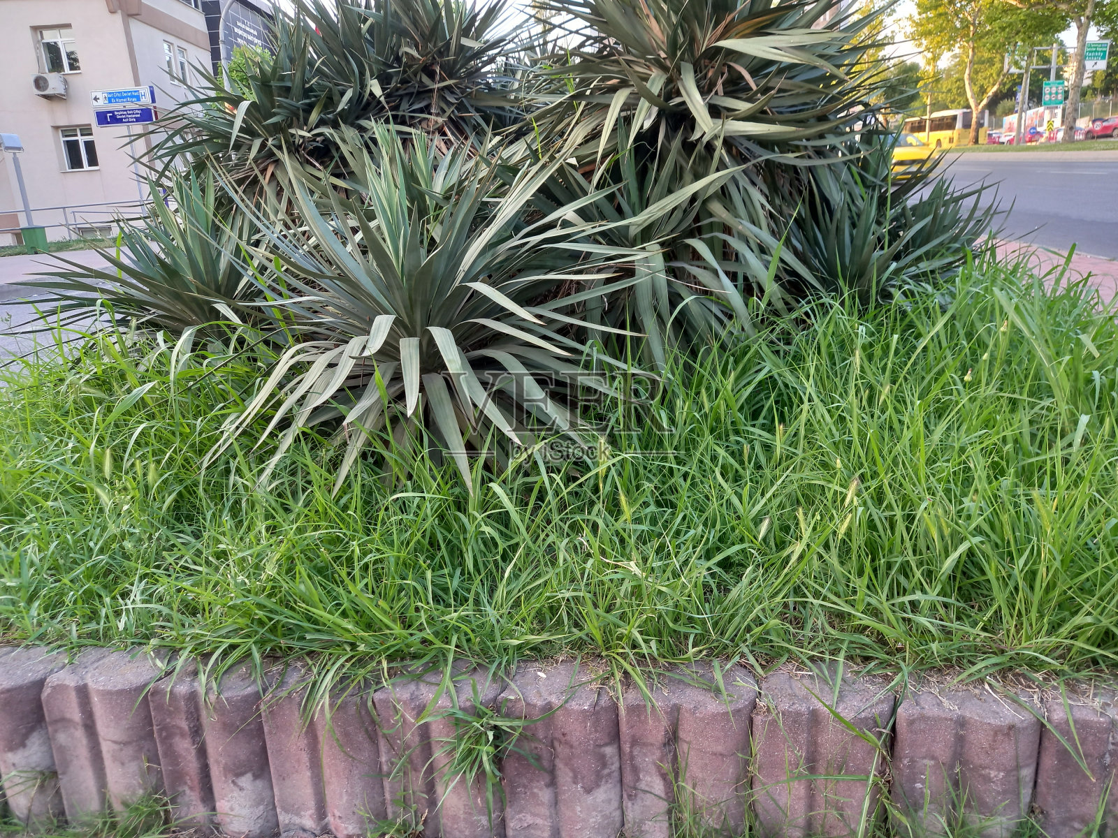 奥曼,狗肉酱照片摄影图片