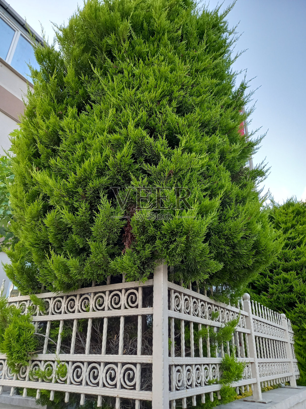 奥曼,狗肉酱照片摄影图片