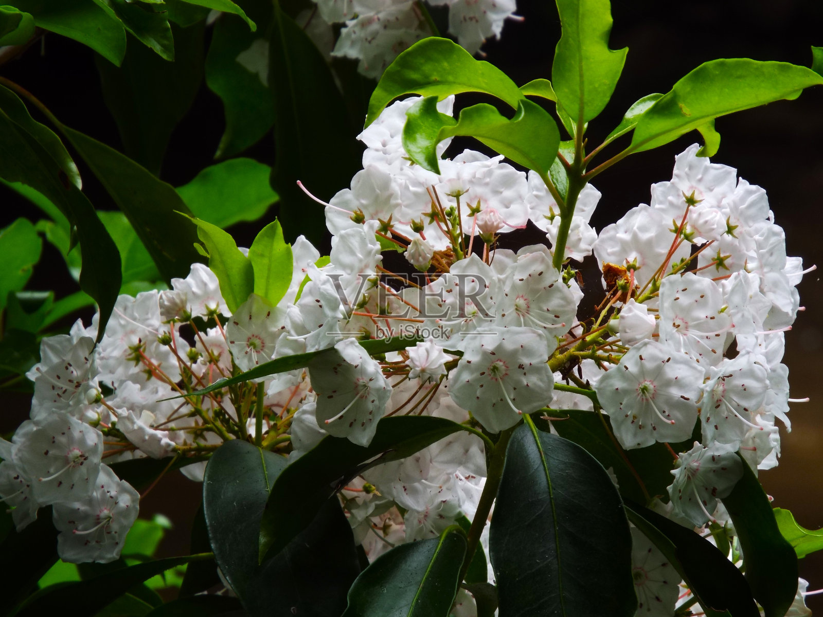 201305阿拉巴马州班克海德国家森林照片摄影图片