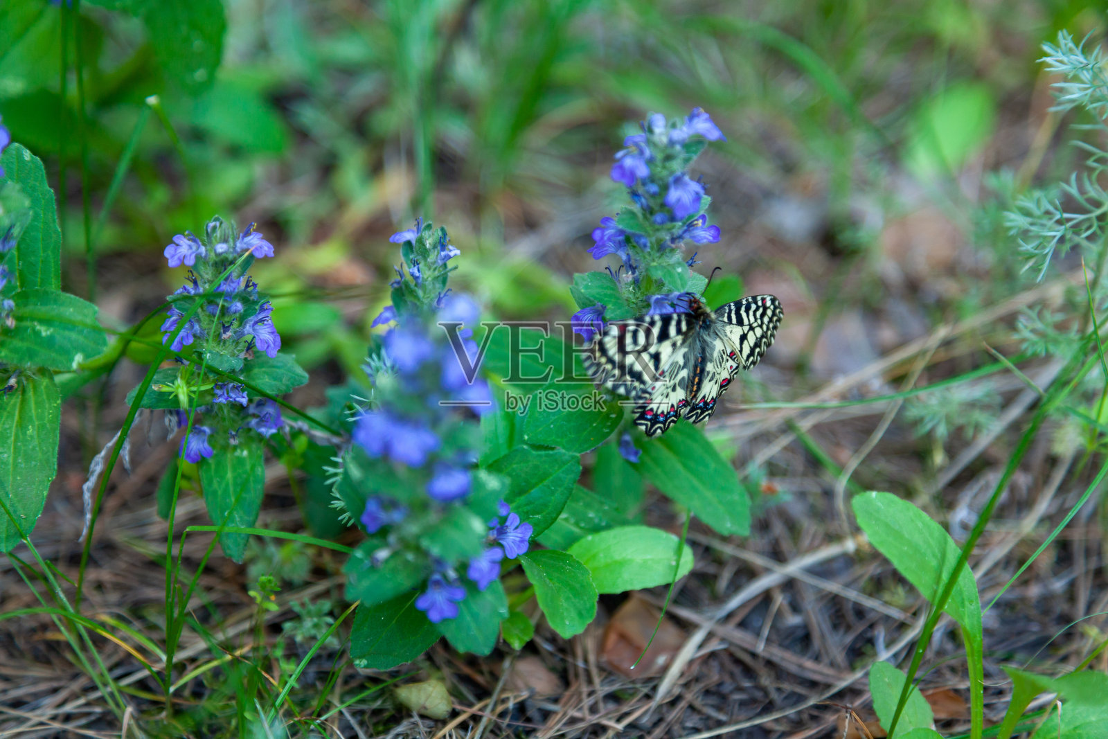 蝴蝶有非常独特的艳丽的伪装照片摄影图片