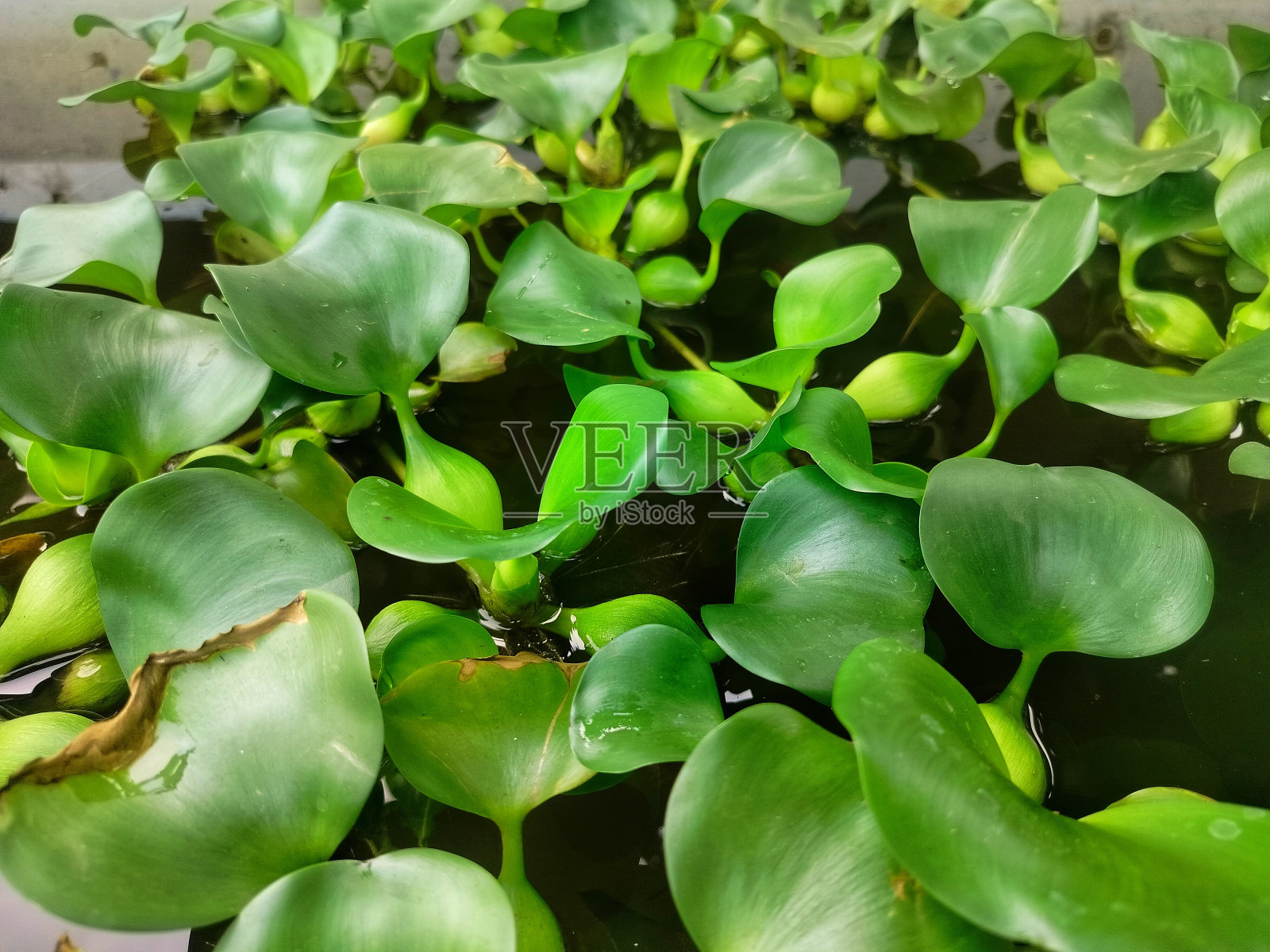 池塘里的水葫芦照片摄影图片