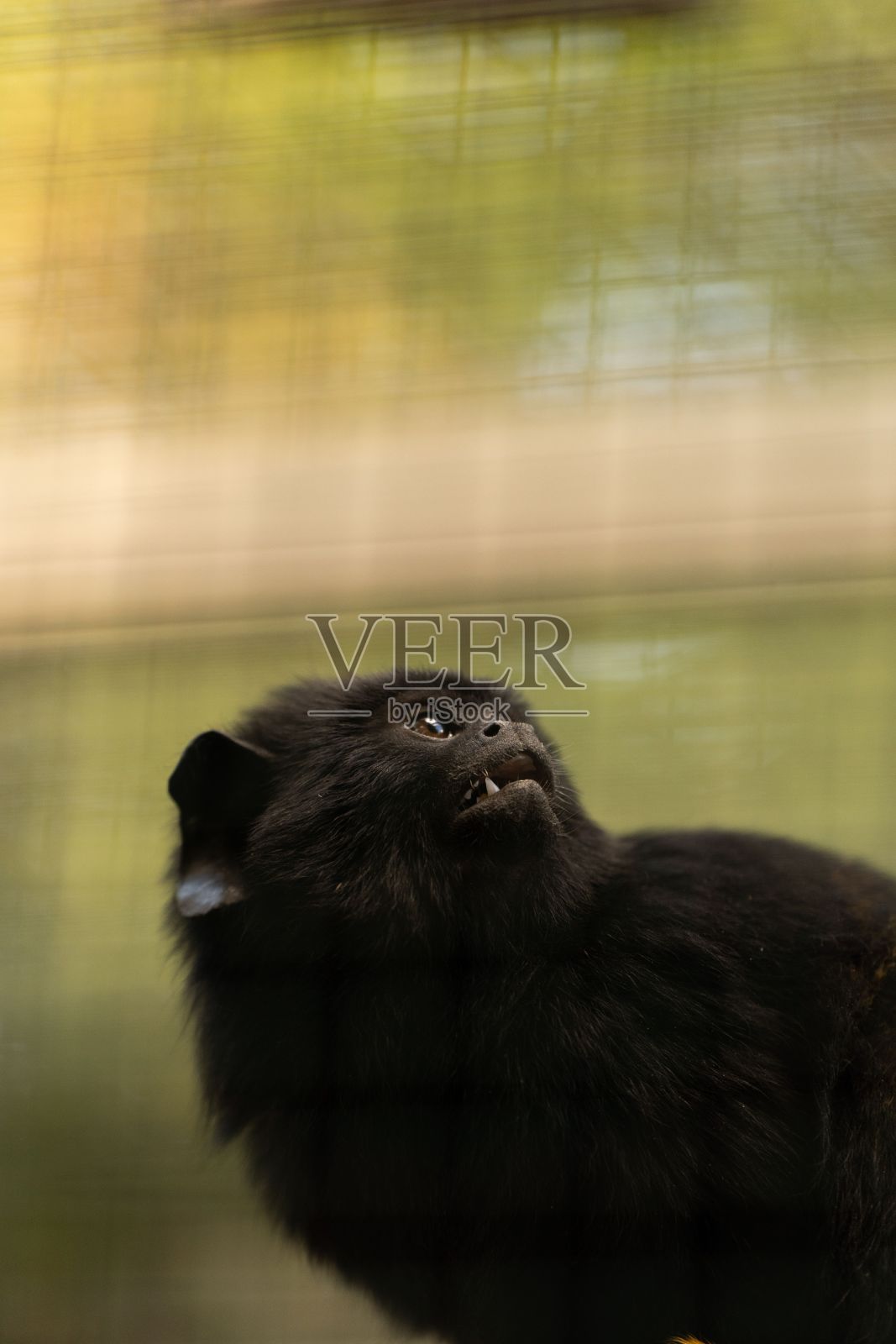 猴子在动物园里安静地休息照片摄影图片