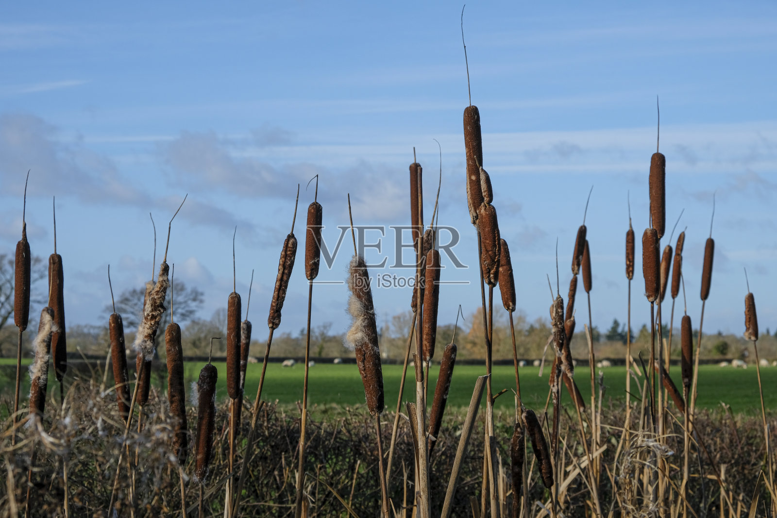 牛皮草莫尔文山莫尔文伍斯特郡。农村照片摄影图片