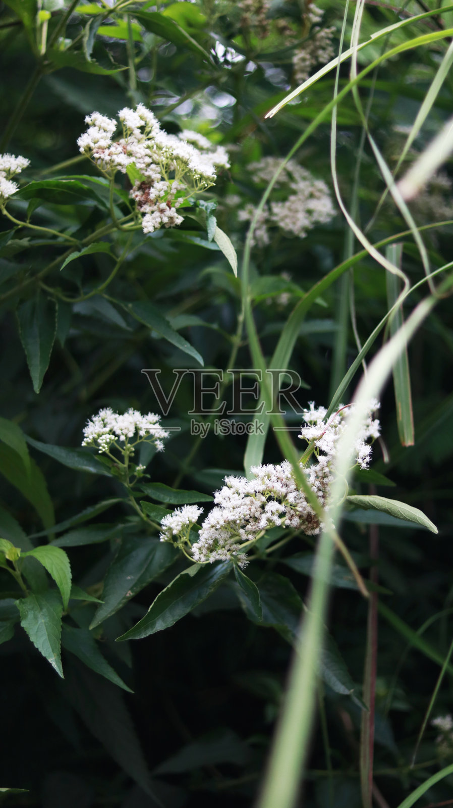 泽兰属植物柳杉林照片摄影图片