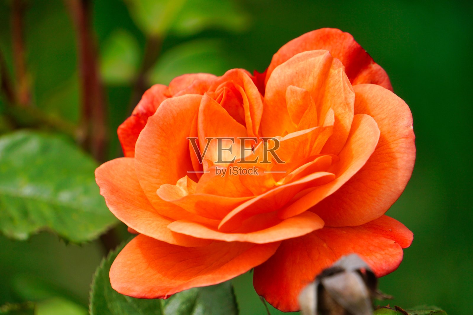 花照片摄影图片