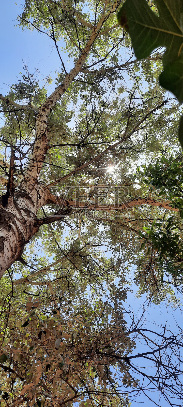 太阳照耀时,高大的柳树向空中伸展枝条。照片摄影图片