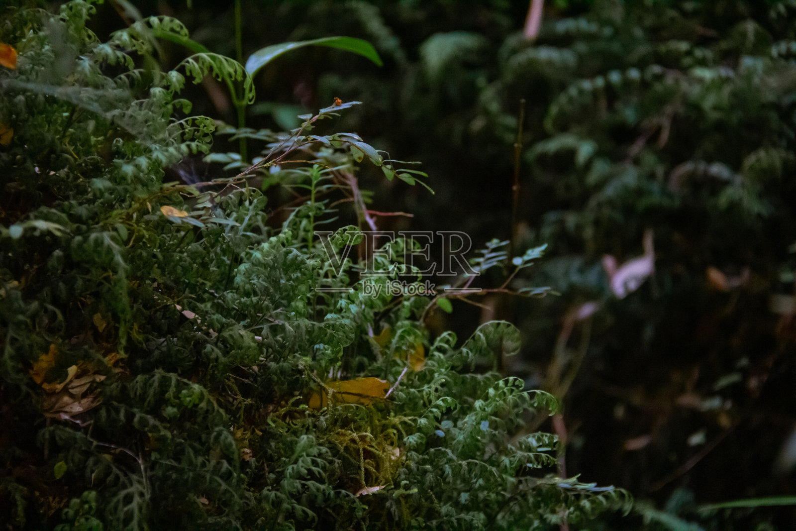 Tepuhueico国家公园植物和树木的细节照片摄影图片