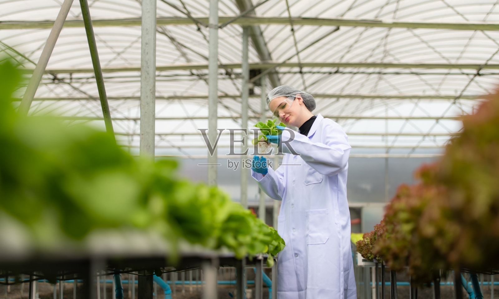 科学家们正在一个封闭的农场里进行有机蔬菜种植的研究和开发。照片摄影图片
