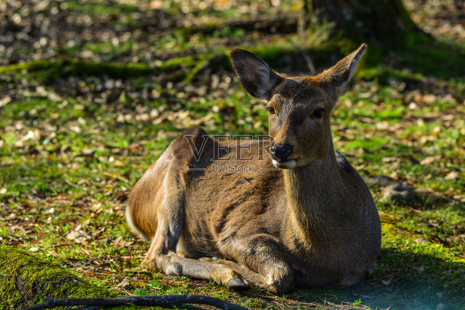 奈良公园的野鹿照片摄影图片