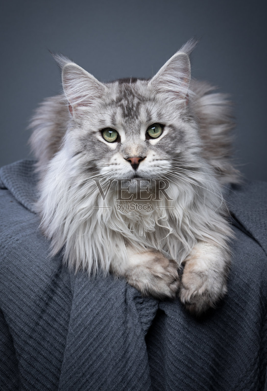 银斑缅因猫肖像照片摄影图片