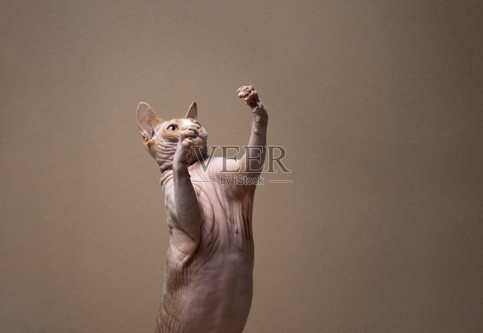 顽皮的斯芬克斯猫抬起爪子照片摄影图片