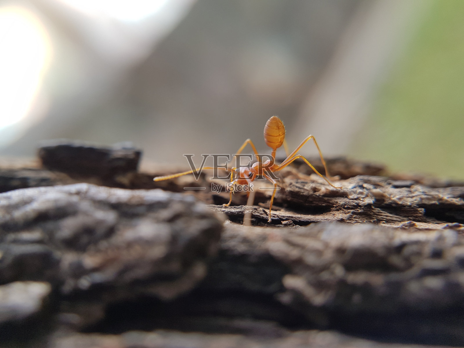 一些在一棵大树上的织蚁照片摄影图片