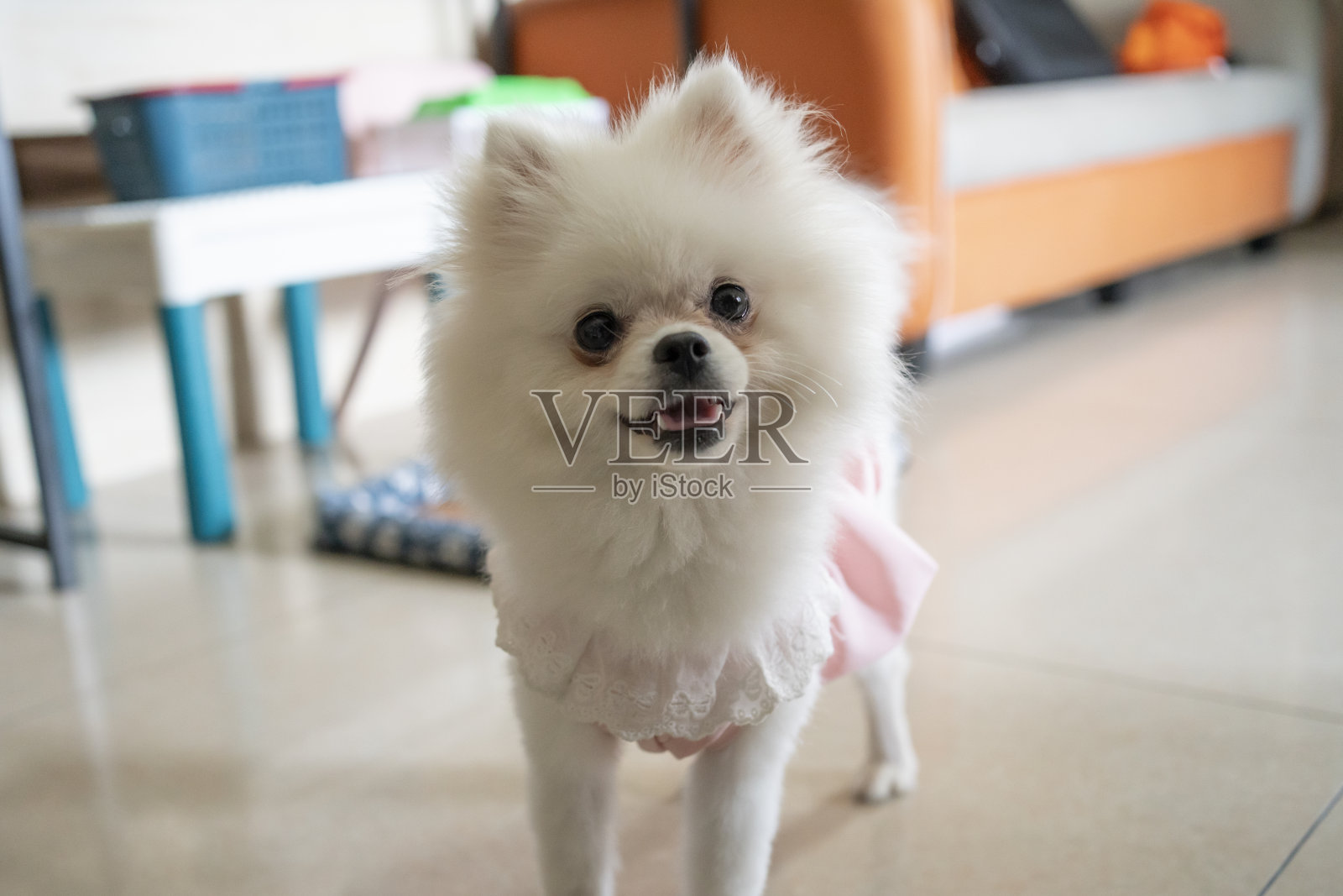 宠物狗的家庭生活照片摄影图片