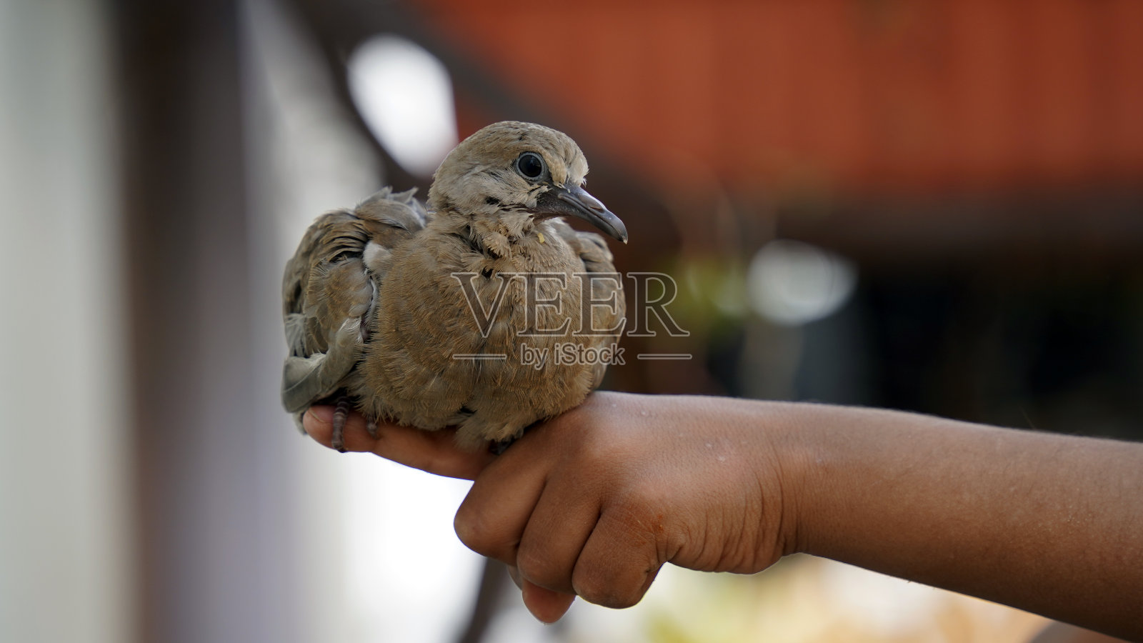 小鸟坐在孩子们的手里。拯救鸟类概念照片摄影图片