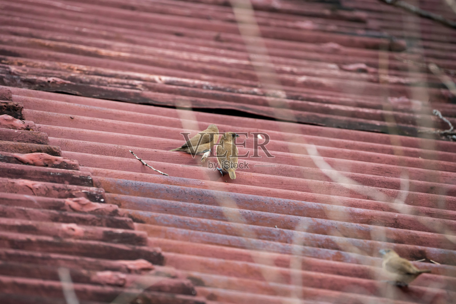 一对印度银嘴鸟正在为它们的巢穴寻找小树枝照片摄影图片