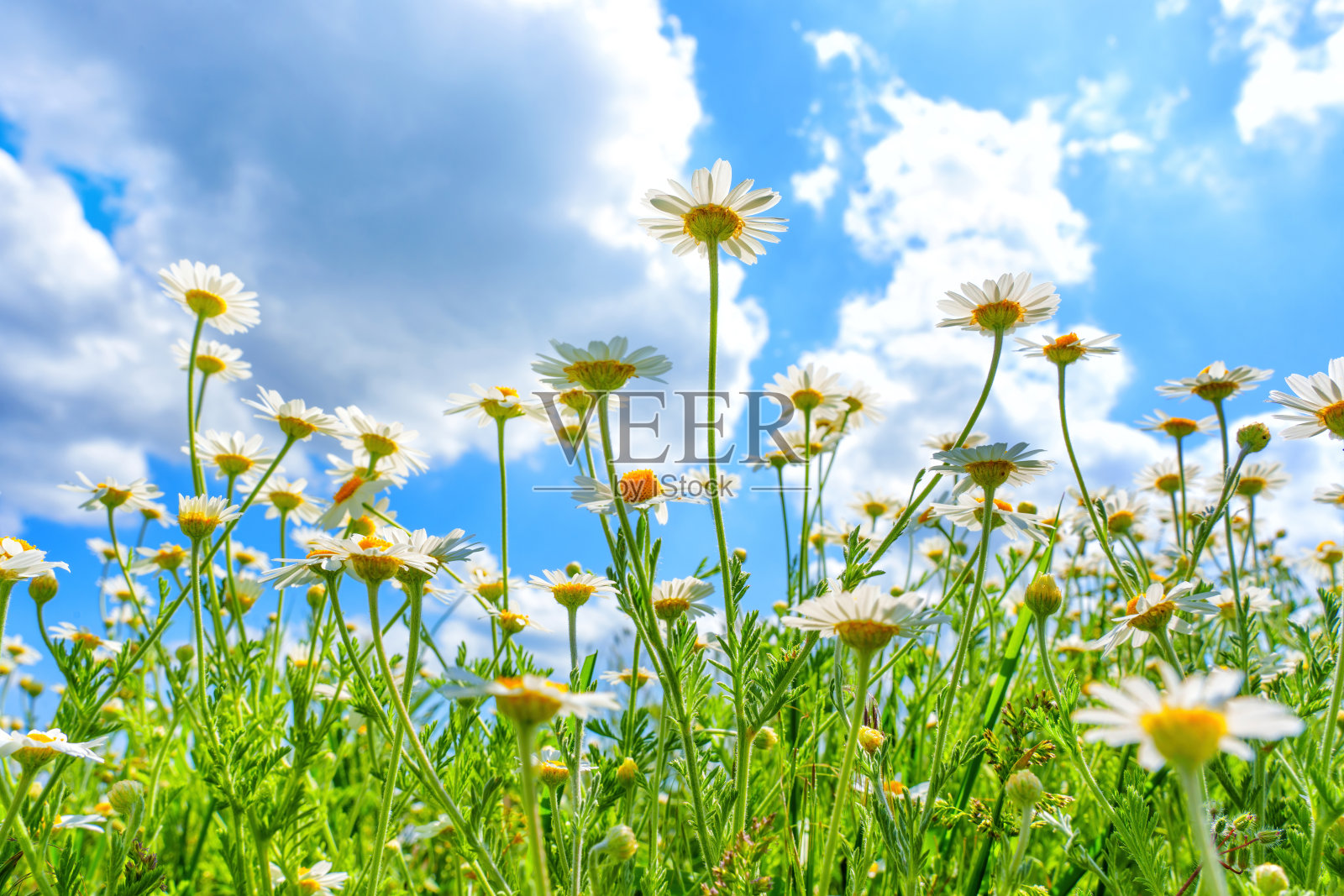 蓝天白云下盛开的雏菊照片摄影图片