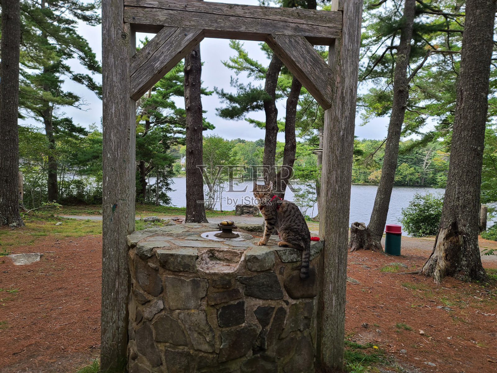 井里的猫照片摄影图片