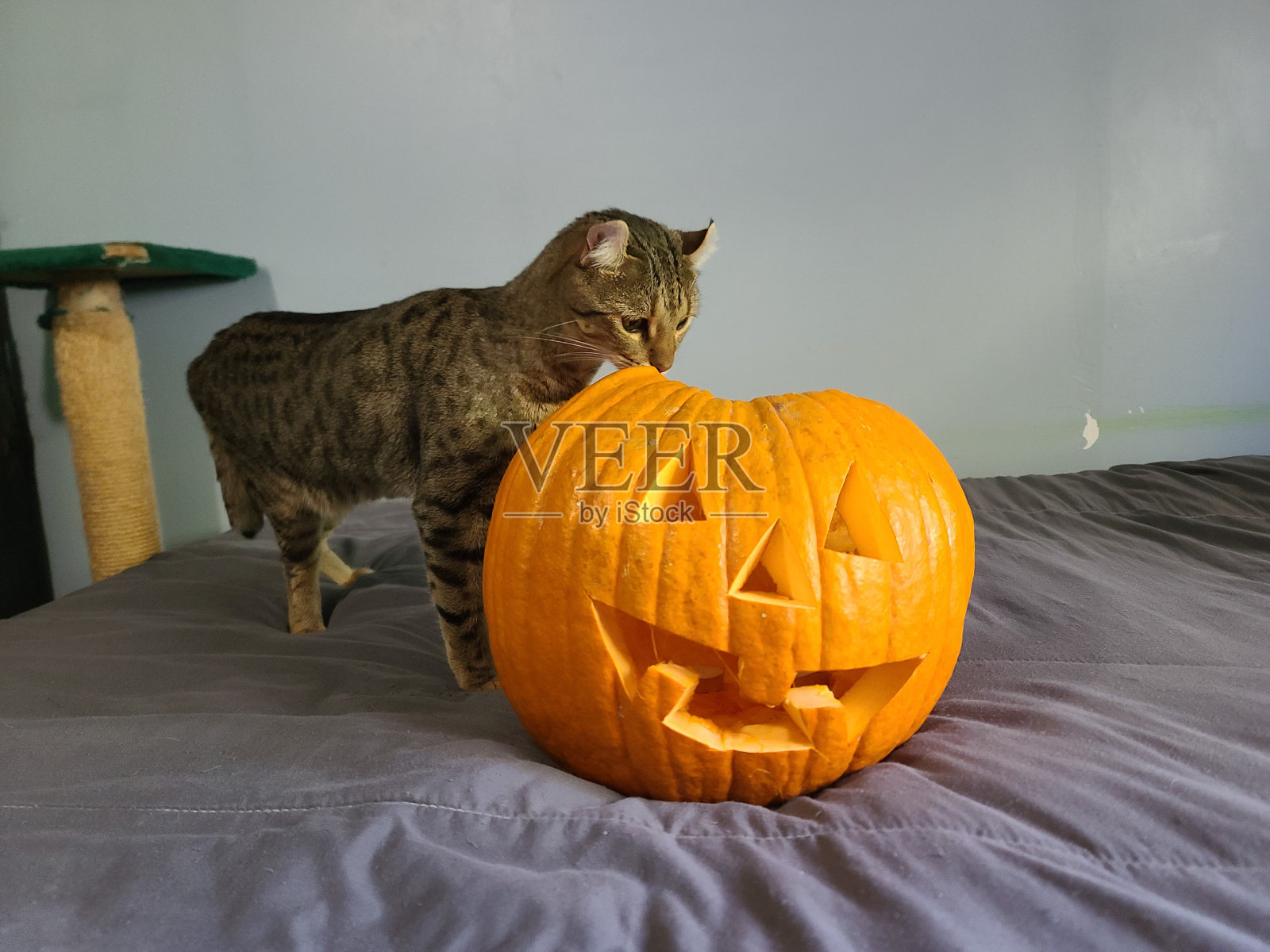 汉兰达猫和南瓜照片摄影图片
