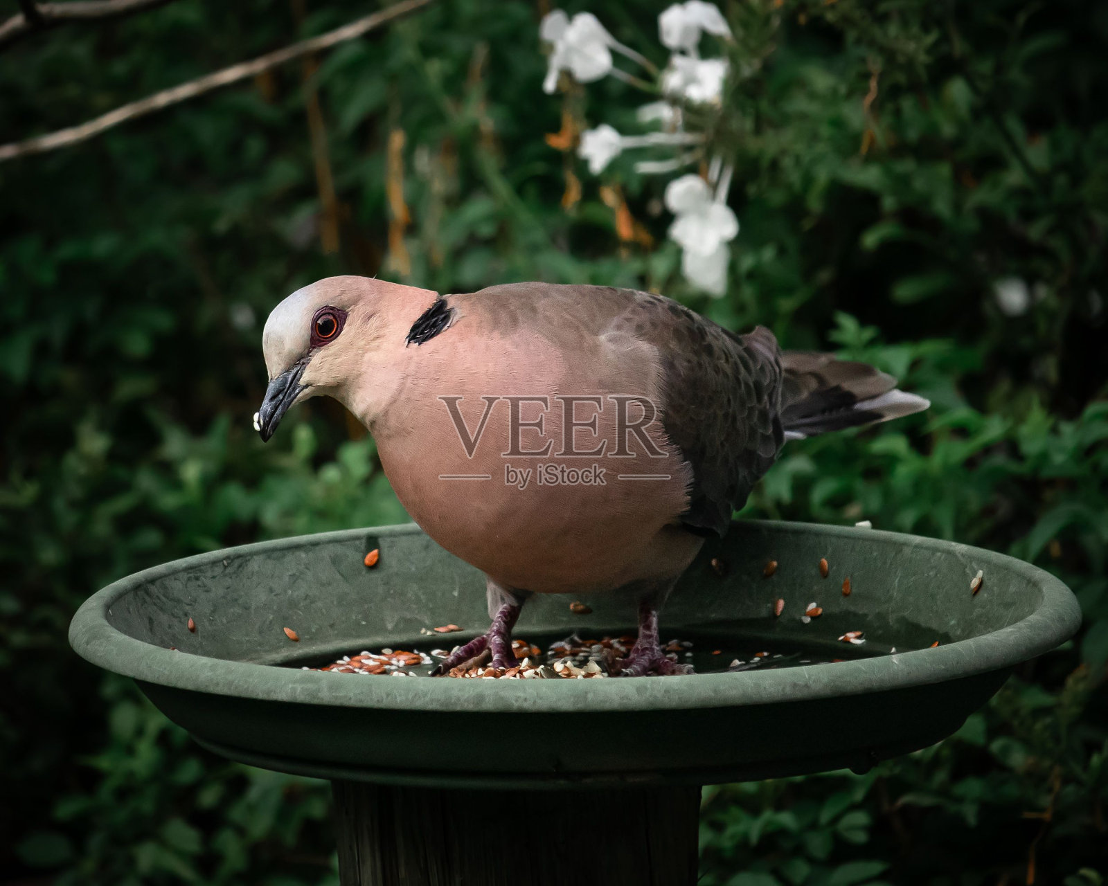 公园里一只红眼鸽子栖息在喂鸟器上的特写照片摄影图片