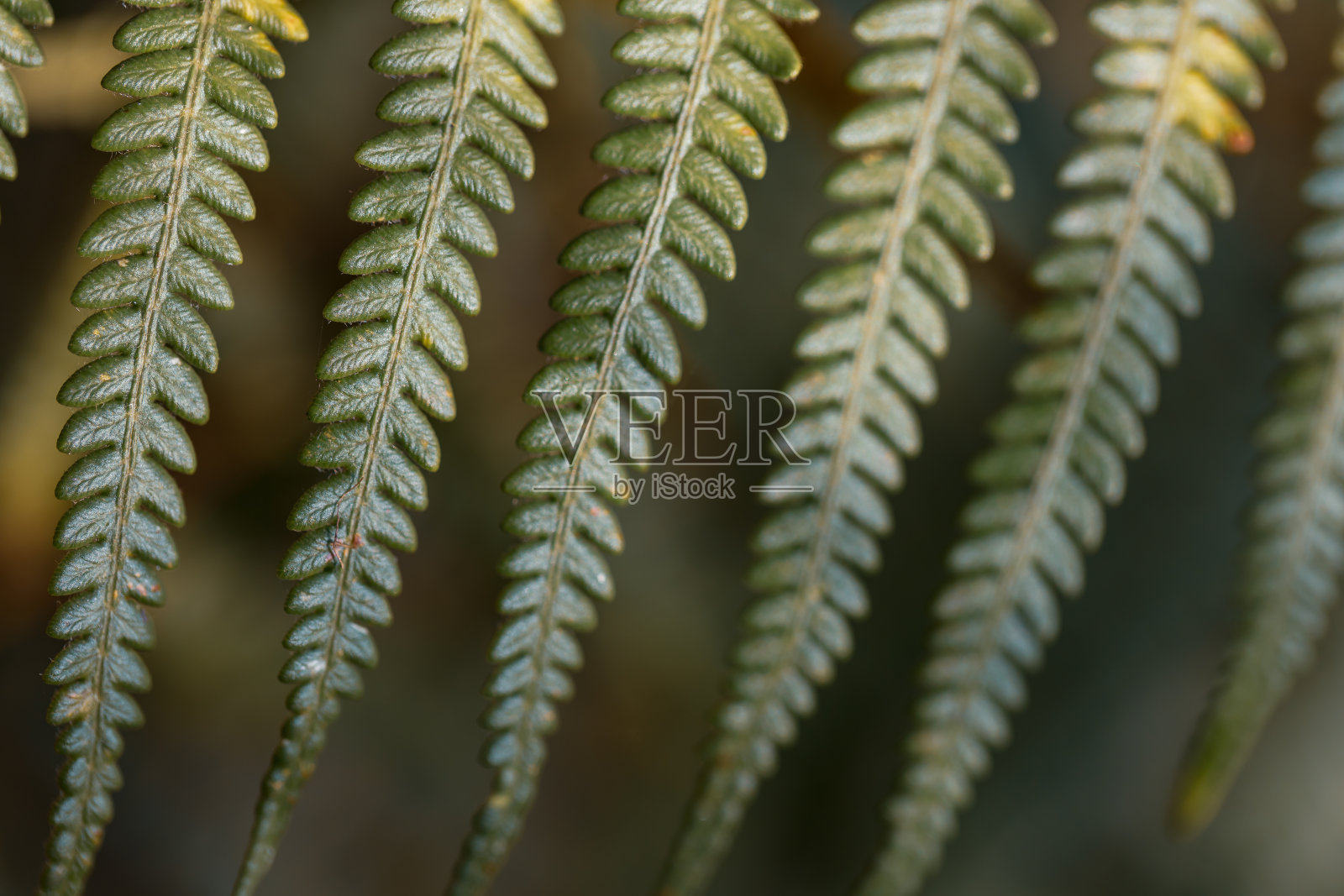 绿色蕨类植物叶子的特写。照片摄影图片