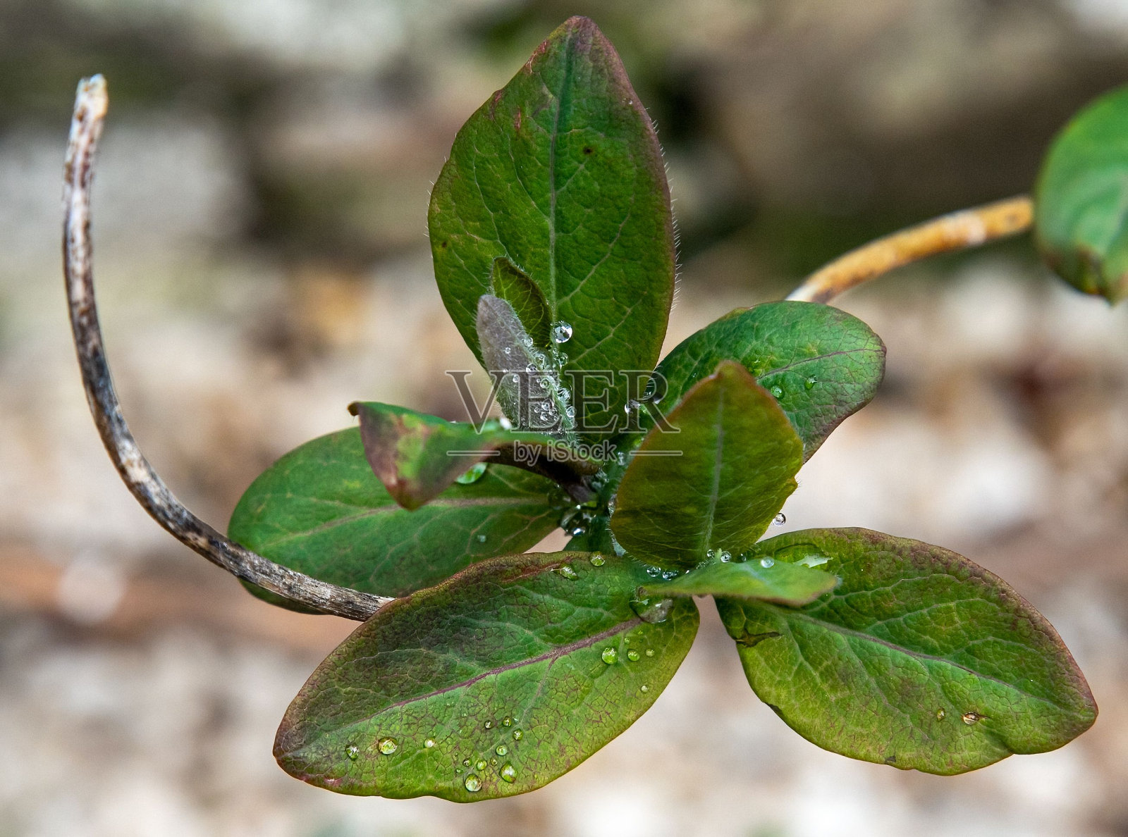绿叶上的水滴照片摄影图片