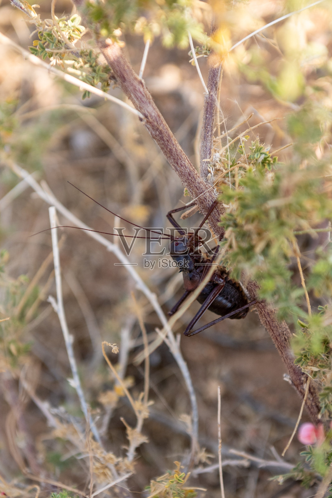 非洲板蟋蟀照片摄影图片