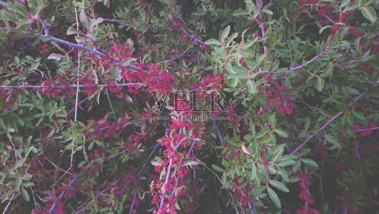 美丽自然照片摄影图片