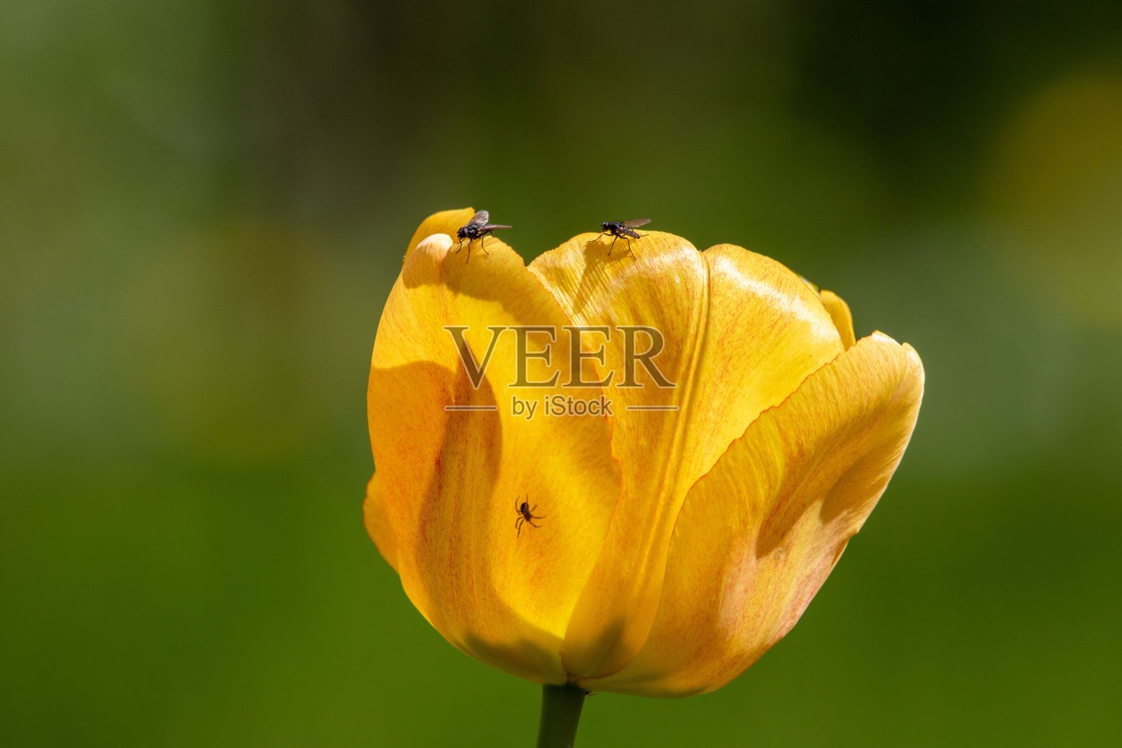 鲜艳的黄色郁金香矗立在绿色的背景下。照片摄影图片