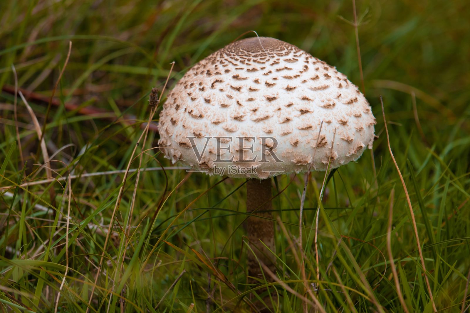 田野上有质感的白棕色蘑菇的特写镜头照片摄影图片
